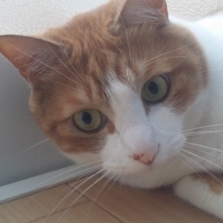 ニャンとも可愛い子です