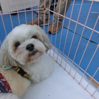 『オム』人懐こく穏やかな子です