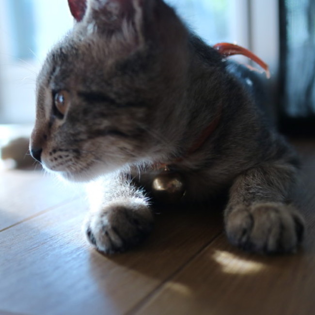 豊原のカバー写真