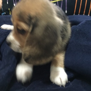 仔犬の里親を募集します