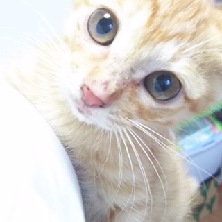 茶とらくん♡生後約２ヶ月半