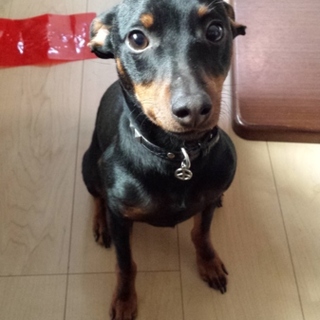 素敵な里親様が見つかりました。