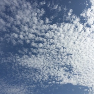 カクレクマノミ 成魚 ペア