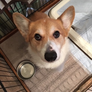 素敵な里親さんに決定いたしました！！幸せになぁれ！