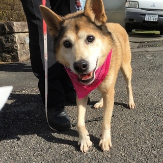 緊急募集！！落ちついた性格のシニア犬です。