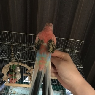 秋草インコ 