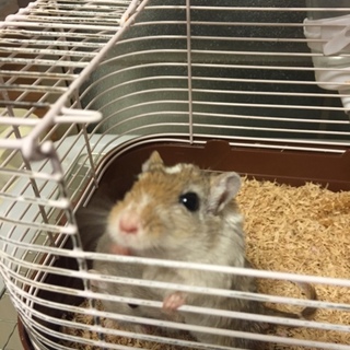 カラージャービル