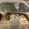 カラージャービル サムネイル2