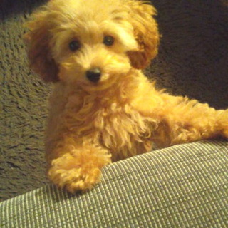 トイプードル生後６か月