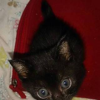 子猫のクロちゃん里親募集中(=^･ω･^=)