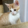 人間大好き♡　茶白　男の子 サムネイル6