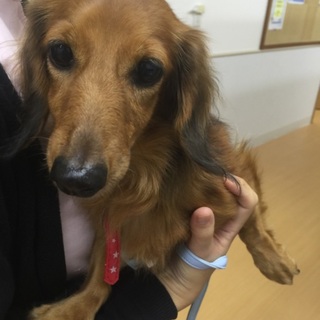 大人しく控えめで甘えん坊なカニヘン★レイラちゃん