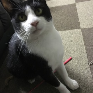里親募集 ★なつっこい白黒の男の子★去勢済