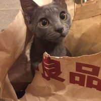 蒼（そう）