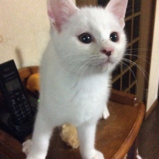 頭の模様が可愛い、ゆうくん