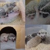 ハリネズミの赤ちゃんが産まれました！ サムネイル6