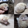 ハリネズミの赤ちゃんが産まれました！ サムネイル4