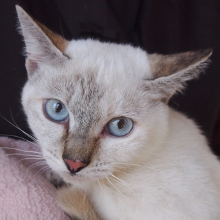 でら！ナッシー！