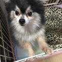 ポメラニアンのアルドくん