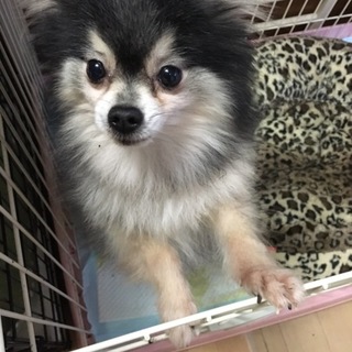 ポメラニアンのアルドくん