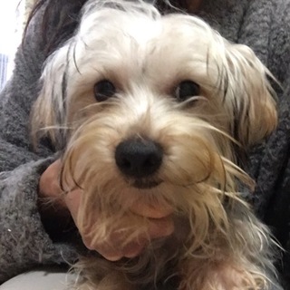 ヨークシャテリアのドナートくん