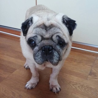 パグのリコちゃん