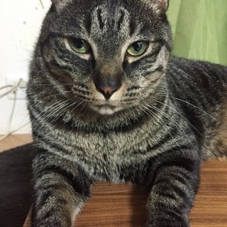 レオ君
