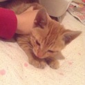 茶トラのメス 人懐っこい元気な子猫です