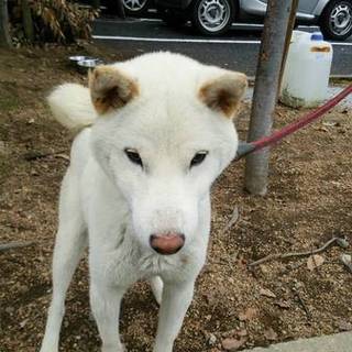 ★里親さん決定★ 助けて！期限が迫っています！