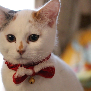 白三毛♪可愛い顔のシンプルちゃん