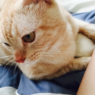 アメリカンショートヘアの元気な男の子です！