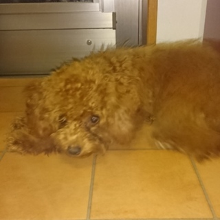 愛情をかけて頂ける方お願いします。