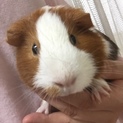 可愛がってくださる方、お願いいたします！