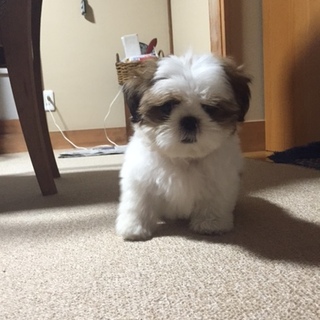 シー・ズー　オス　3カ月児　里親募集中