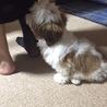 シー・ズー　オス　3カ月児　里親募集中 サムネイル2