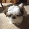 シー・ズー　オス　3カ月児　里親募集中 サムネイル3