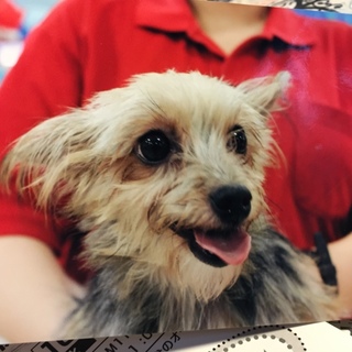 ヨーキー系ミックスです