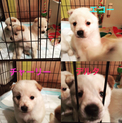 2か月弱の仔犬ちゃん