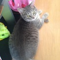 グレー色のキジ猫ちゃん 里親さん募集