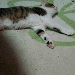 我が家にニューフェイスがやってきました