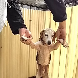 可愛はビーグルのブービー君です