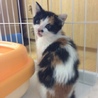 子猫兄妹（約３ヶ月）の里親さん募集！ サムネイル6