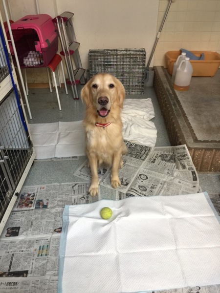 飼育放棄 劣悪環境からの 兵庫県 犬の里親募集 933 ペットのおうち 月間利用者150万人