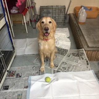 飼育放棄　劣悪環境からの保護犬　G.レトリバー