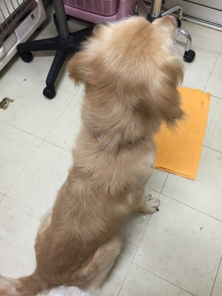 飼育放棄 劣悪環境からの 兵庫県 犬の里親募集 933 ペットのおうち 月間利用者150万人