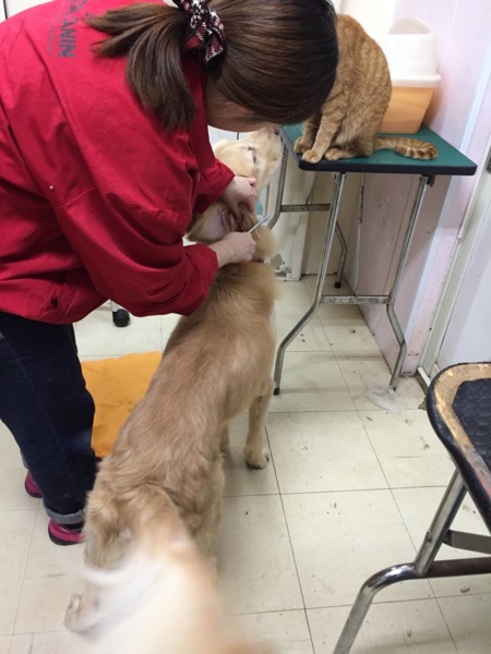 飼育放棄 劣悪環境からの 兵庫県 犬の里親募集 933 ペットのおうち 月間利用者150万人