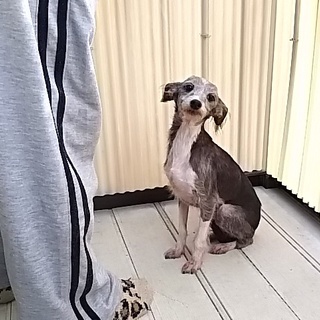 元気印のハウル君です。