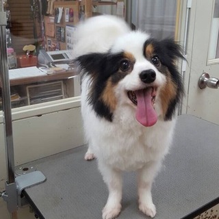 飼育放棄　劣悪環境からの保護犬　パピヨン　男の子B