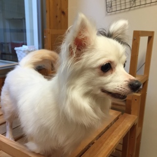 飼育放棄　劣悪環境からの保護犬　mix　女の子