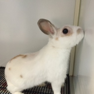 飼育放棄　劣悪環境からの保護　うさぎちゃん２羽